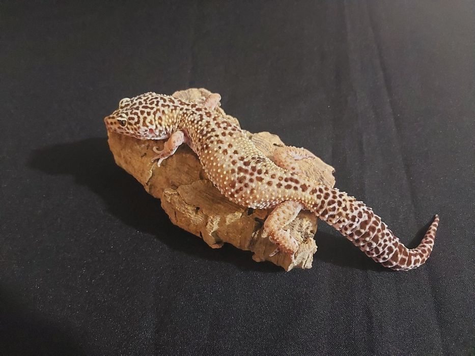 Gekony lamparcie samiczki