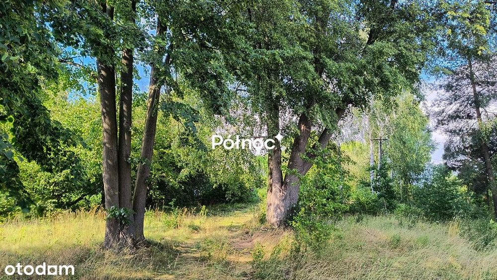 Siedlisko z sadem - Pojelce gm. Biała Podlaska - Widok 2