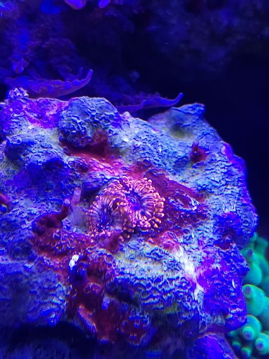 Zoanthus  premium fluo pomarańczowe