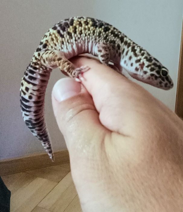 terrarium dla gekona