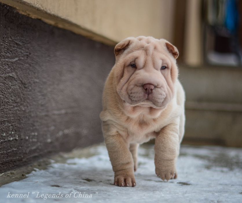 Цуценята Shar Pei