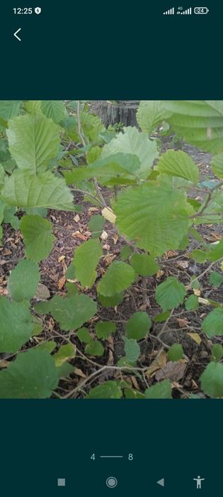 Саженцы грецкого ореха,фундука ,сумаха