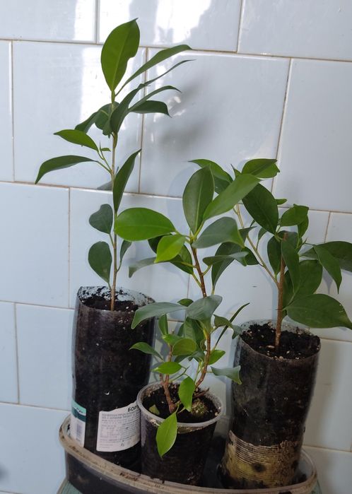 Фикус микрокарпа