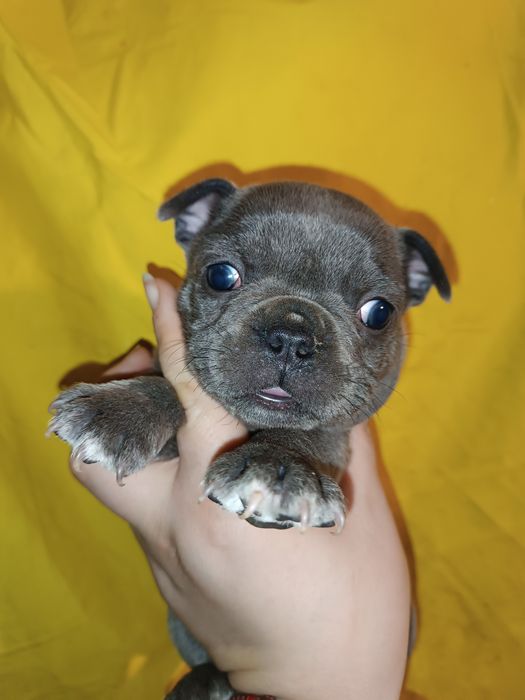 Красуні та красені французята з доставкою до вас без предоплат