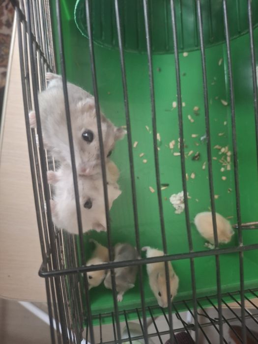 Хом'яки джунгарські дорослі
