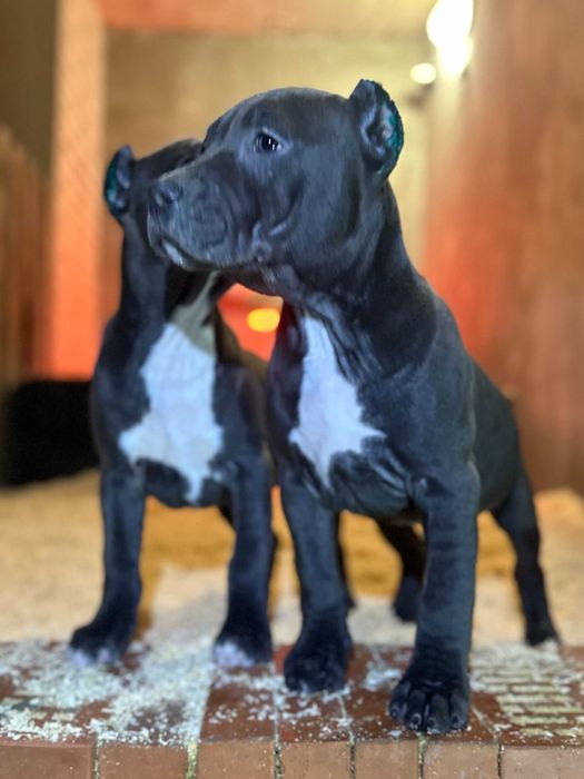 Щенки АСТ Амстафф