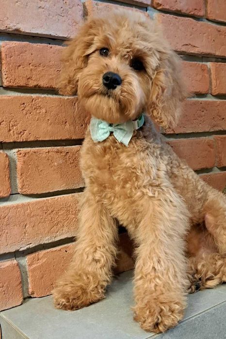 Cavapoo piękny chłopczyk gotowy na zmianę domku