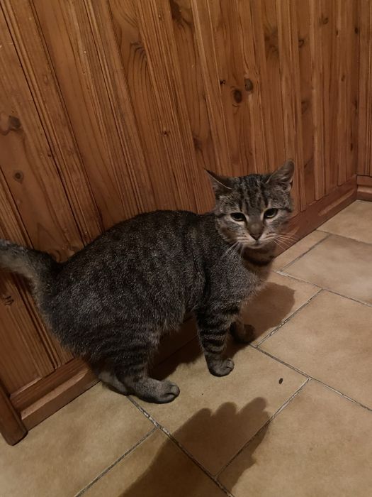 Oddam kotke w dobre ręce