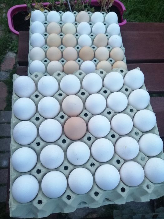 Jajka wiejskie kremowe mix 10 sztuk dowoz