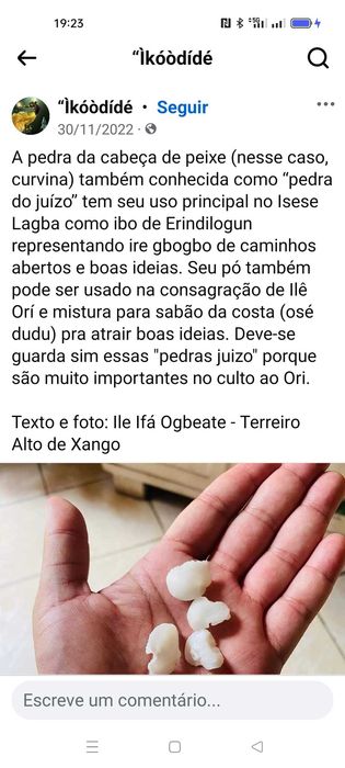 Pedra de peixe ou cérebro corvina