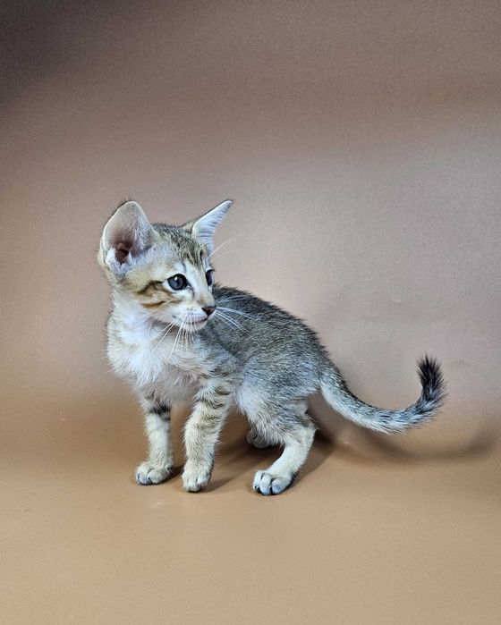 Ориентальный котенок ориентальный мальчик Romulus