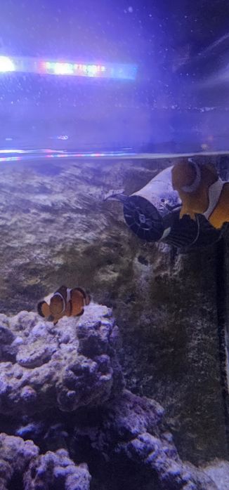 Aquario panorâmico cubo 120 litros