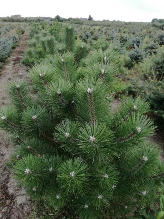 Sosna czarna długie igły