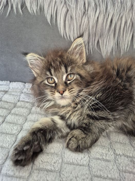 Piękna kotka Maine coon
