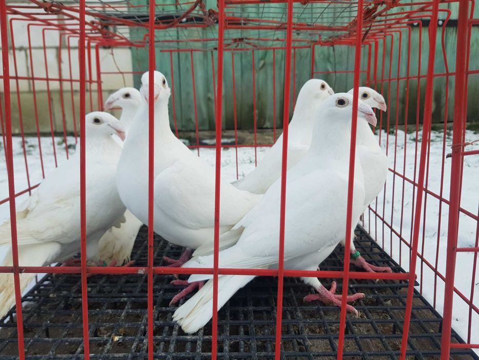 Gołębie rzeszowskie białe