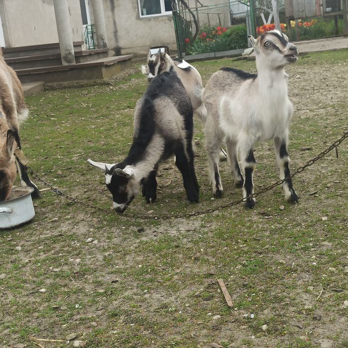 Продам кізочок від хорошої кози
