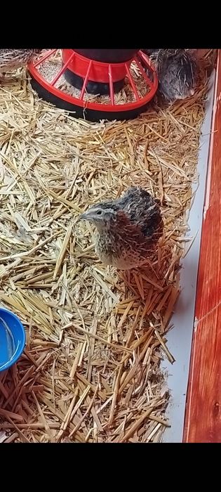 Jajka przepiórcze konsumpcyjne