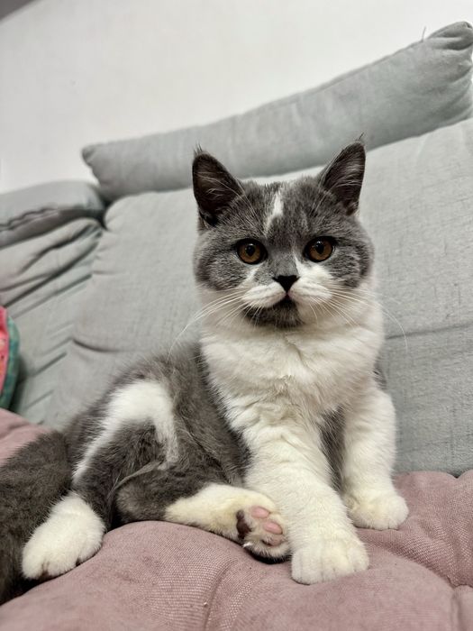 Koty Brytyjskie z rodowodem