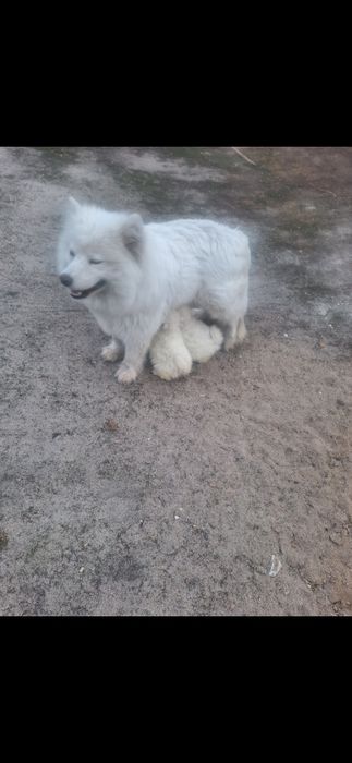 Samoyed samojed suczka