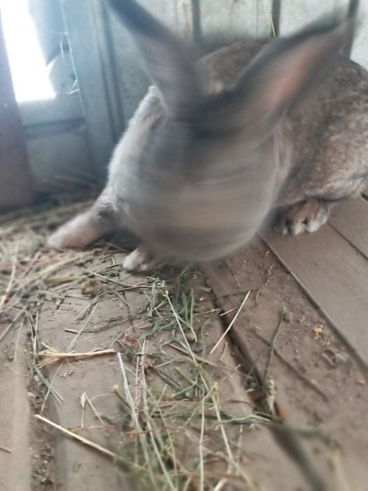 Продам або обміняю кролика