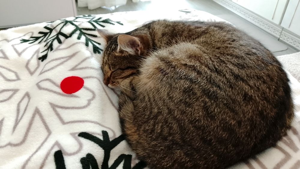 Кошка в добрые и ответственные руки бесплатно