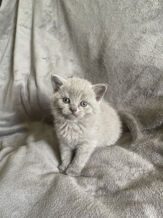 Кошенята шотландські висловухі, прямовухі Scottish Fold та Straight