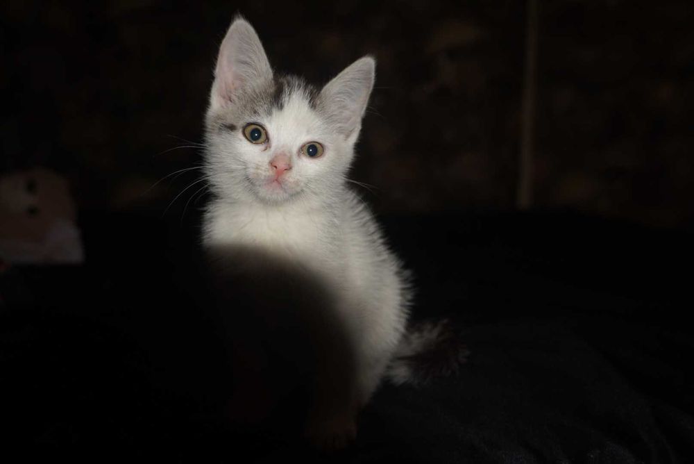 Маленькі кошенята