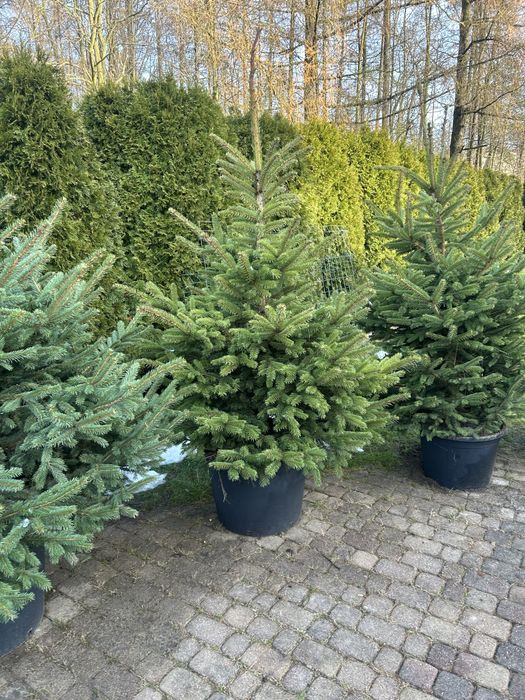 Choinki doniczkowe duże do salonu ogrodu na taras SOSNOWIEC DĄBROWA G