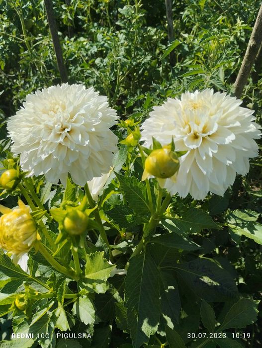 Жоржини невибагливі, компактні. Відправка після оплати