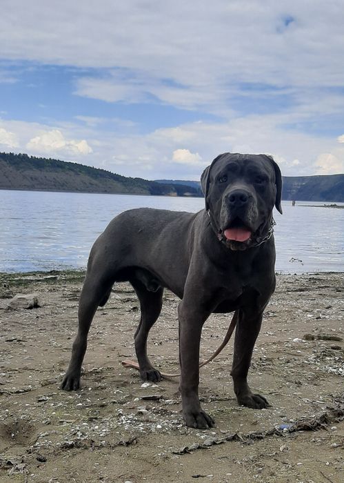 Кане корсо,,,Цезар,,вязка сірого кабеля