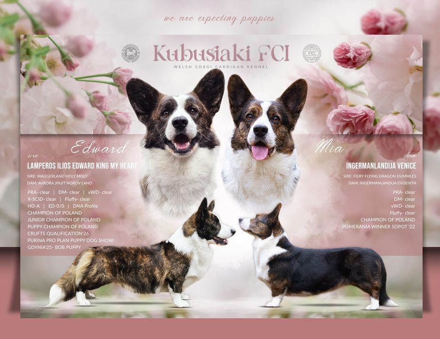 Welsh Corgi Cardigan piesek FCI