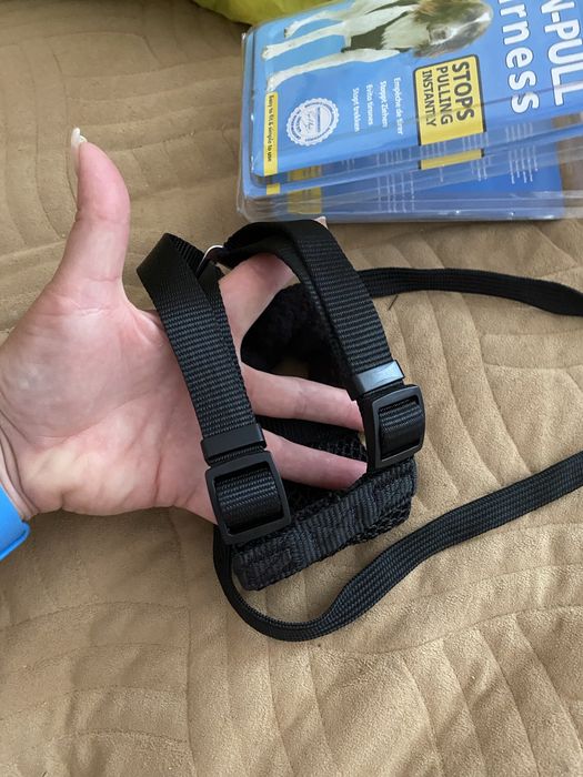 Шлія  собаки або кота