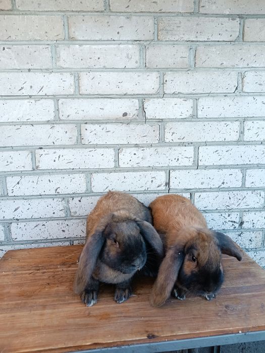 Продам кроликів французький баран