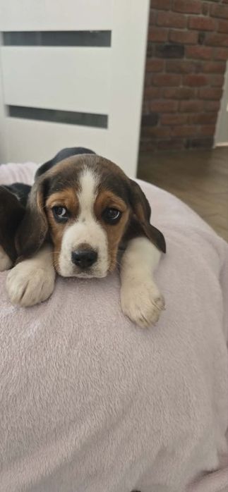 Beagle samiec trikolor