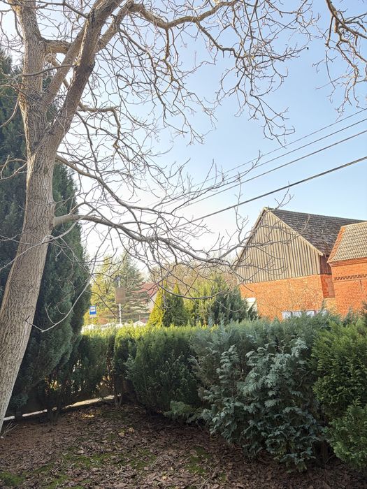 Drzewo orzech włoski oddam