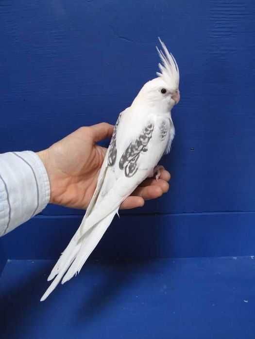 Papagaio Ring nek Domésticados, Bebê ou selvagem