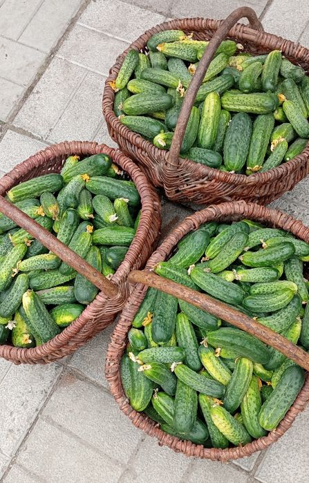 Продам Домашні Огірки
