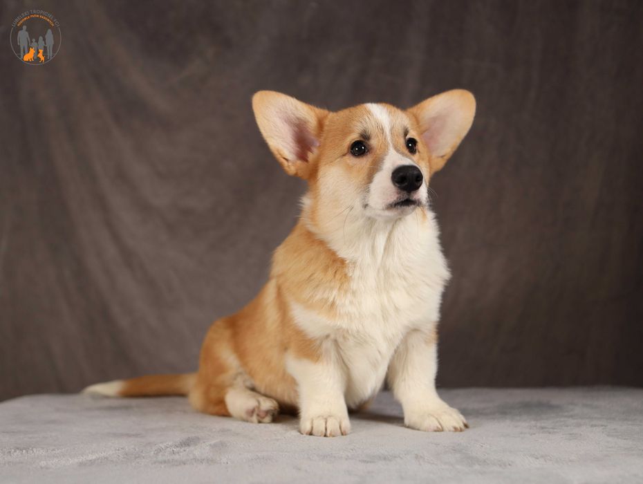 Welsh Corgi Pembroke ZKwP FCI piesek po Championie