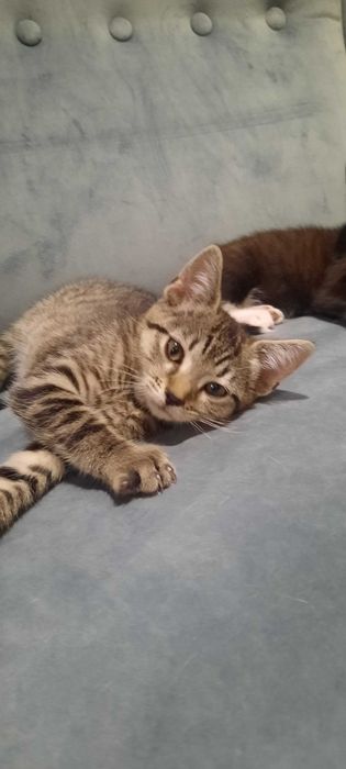 Kotki do adopcji