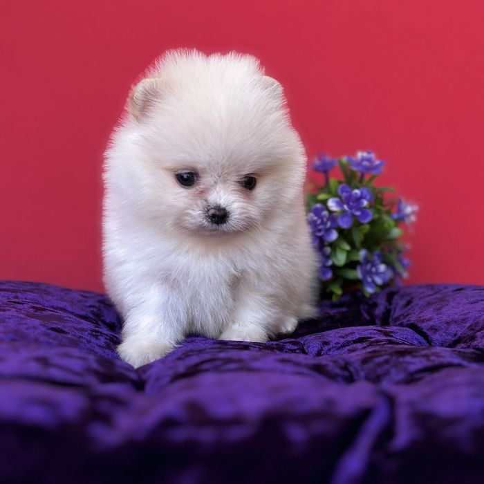 лялькова дівчинка тип ведмедика