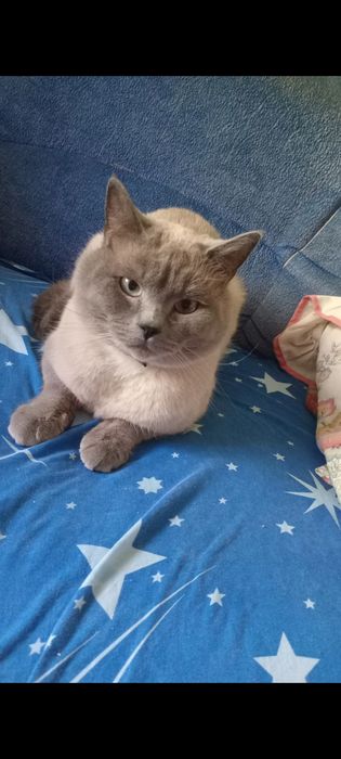 Шотландські  кошенята скотіш  хайленд-страйт.