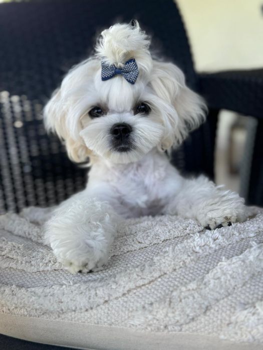 4 miesięczny chłopczyk Maltańczyk FCI