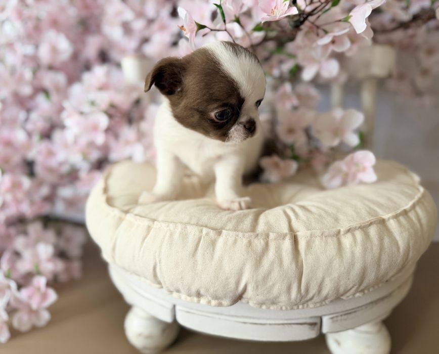 ***Prześliczny chłopczyk chihuahua***