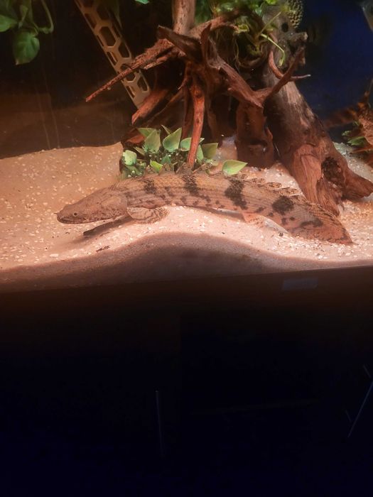 Polypterusy 2 sztuki