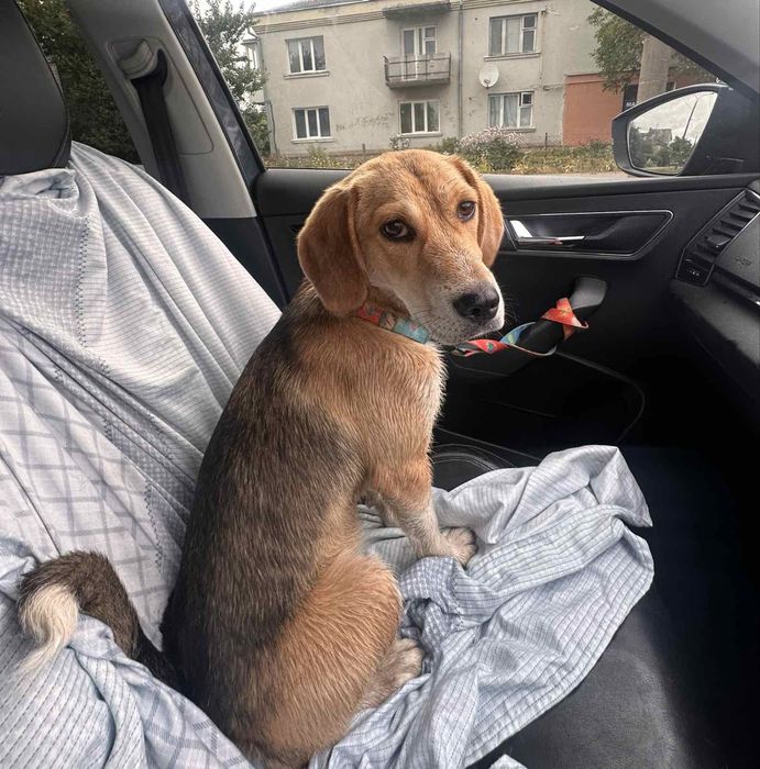 Собачка цуцик песик собака