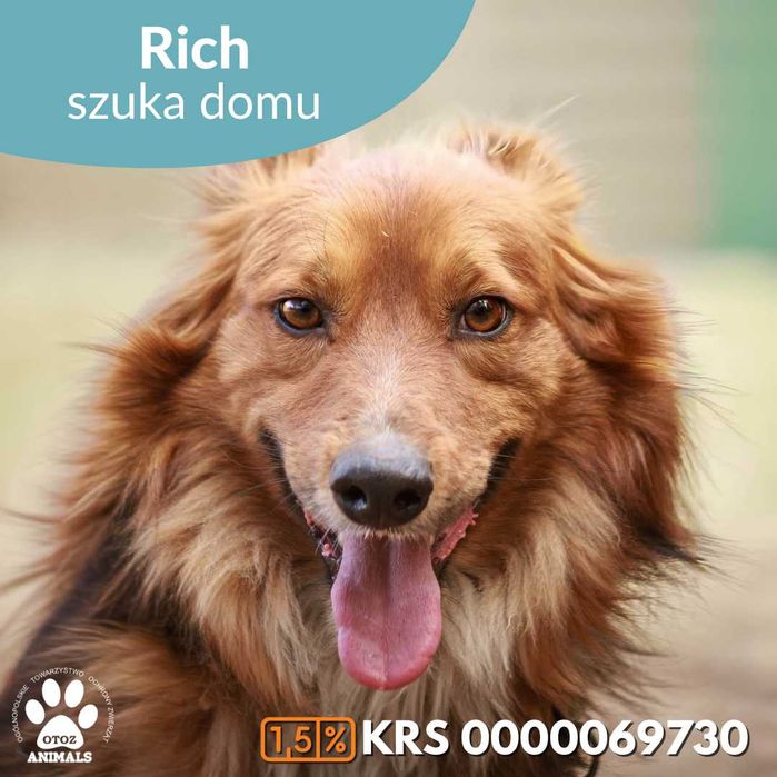 Rich szuka domu!
