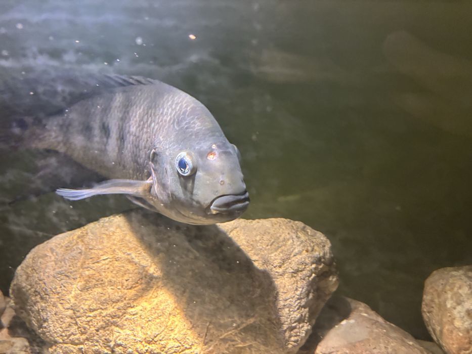 Pielęgnica Amphilophus labiatus