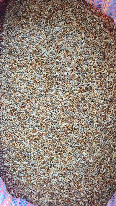 Mieszanka dla papug falistych, małych, kanarków i innych