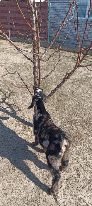 Продам англонубійських козлика