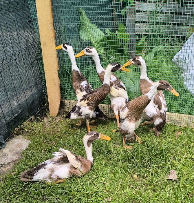 Kaczki biegusy jaja lęgowe sarnie i białe